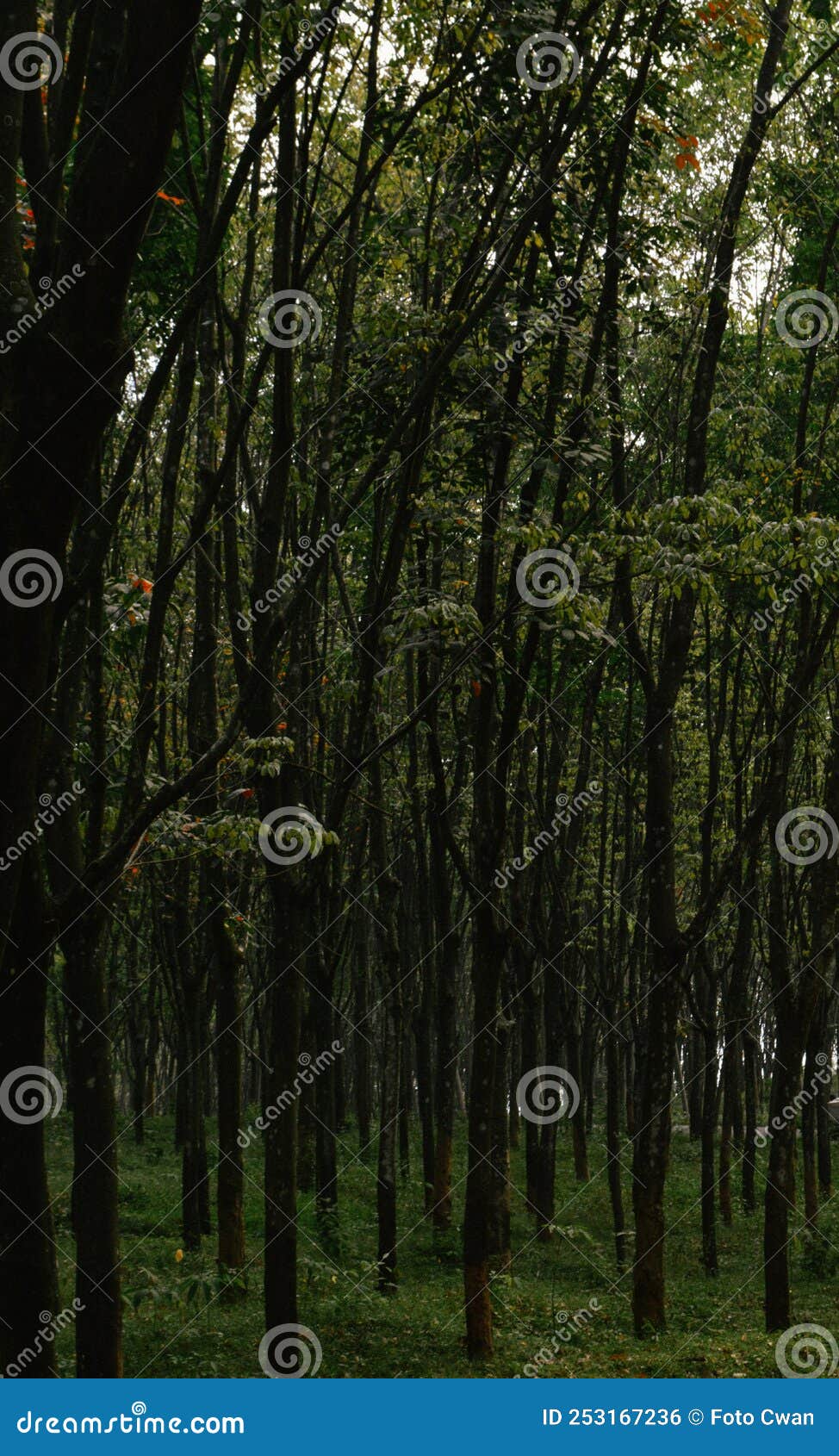 Photo of Rubber Tree Plantation Stock Photo Image of deciduous