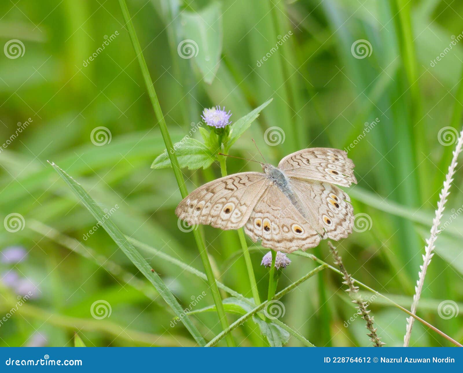 photo of satyr butterfly rest on the leave