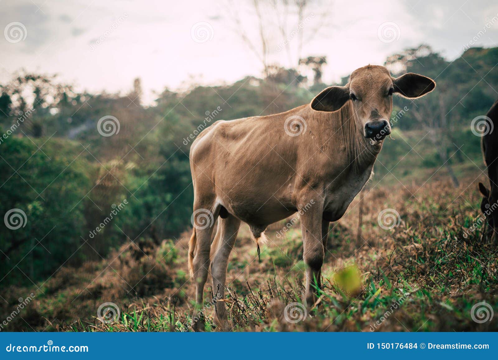 photo session to three sisters cows during sunset