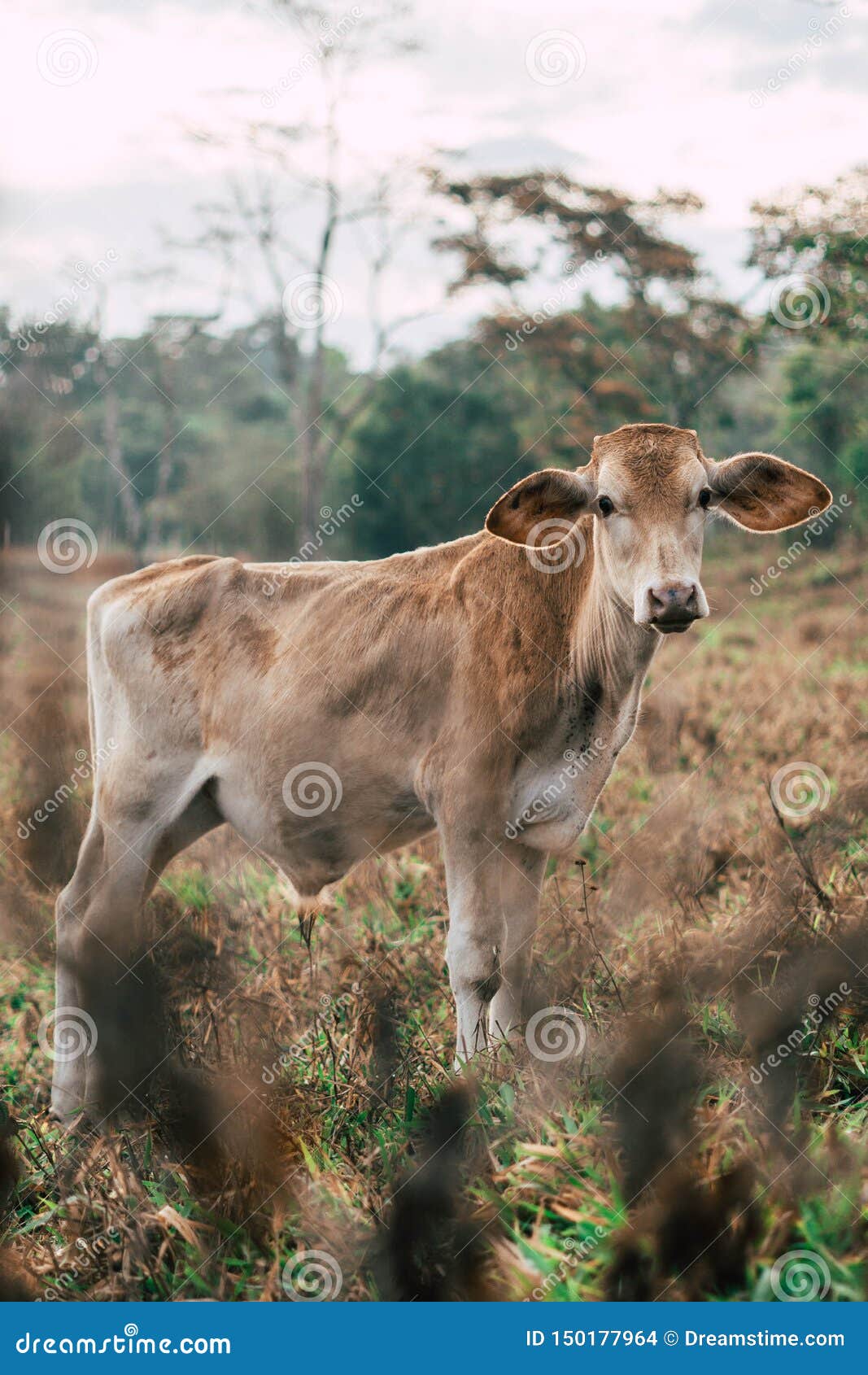 photo session to three sisters cows during sunset