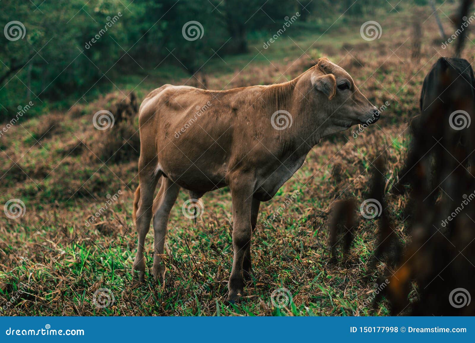 photo session to three sisters cows during sunset