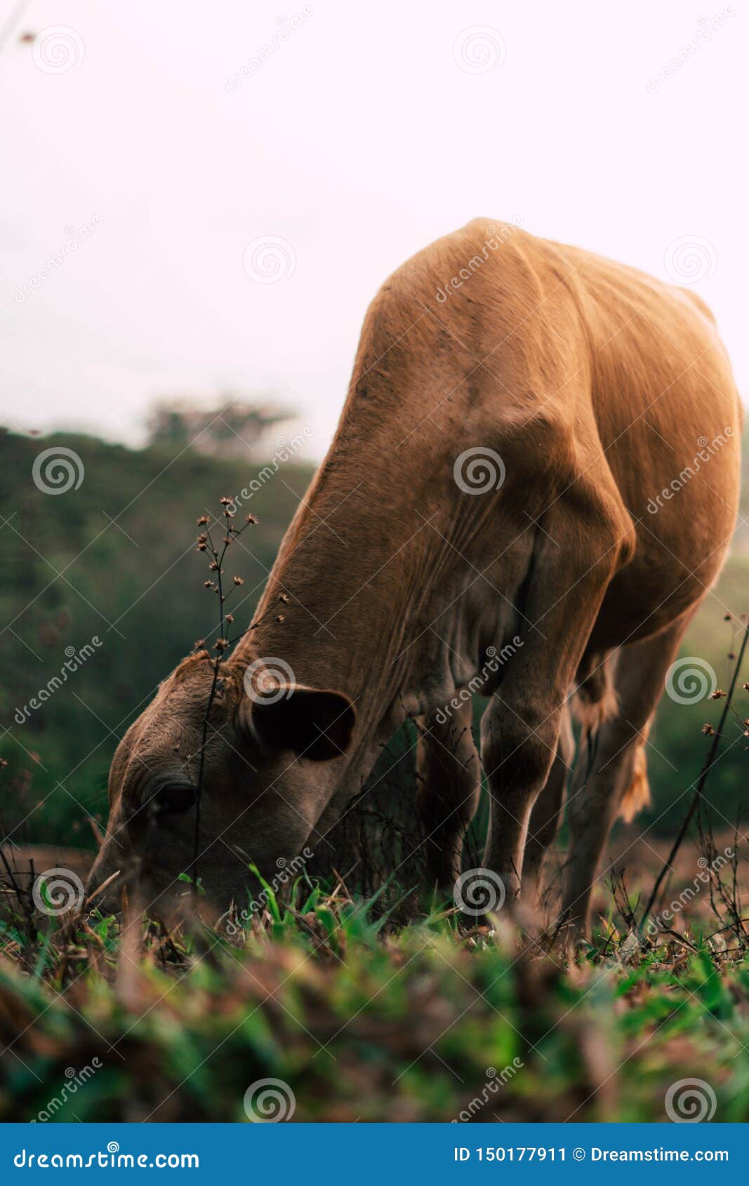 photo session to three sisters cows during sunset