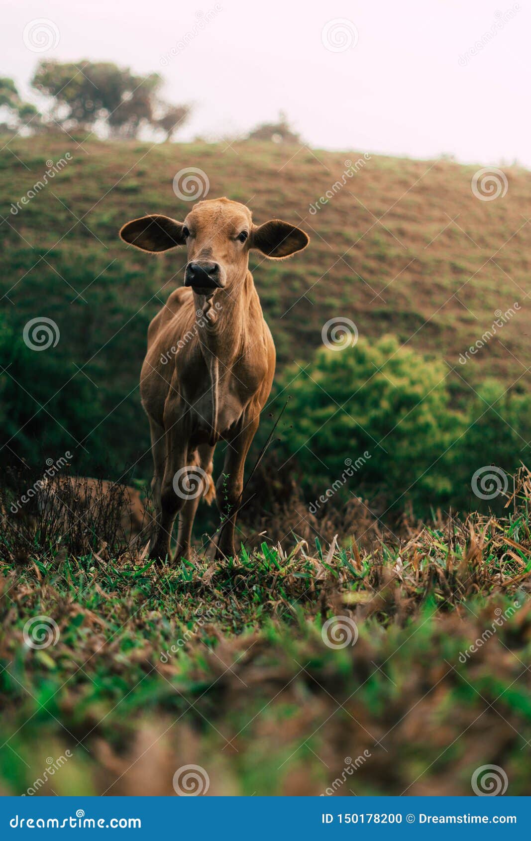 photo session to three sisters cows during sunset