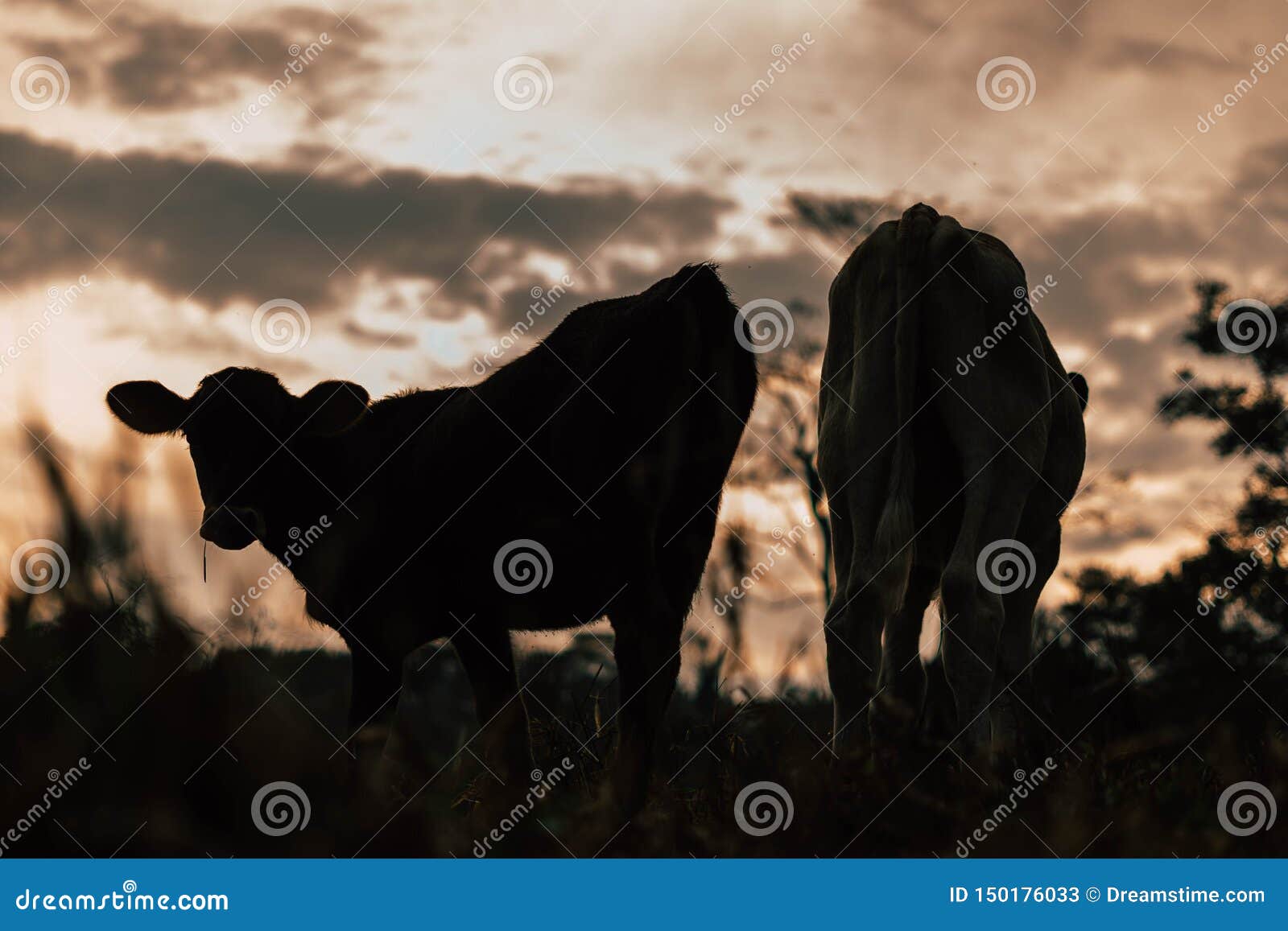 photo session to three sisters cows during sunset