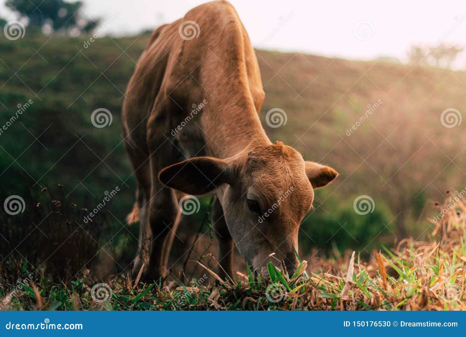 photo session to three sisters cows during sunset