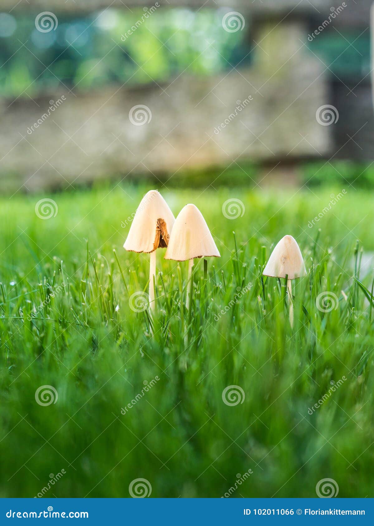 Control mushrooms in lawn stock photo. Image of park 102011066