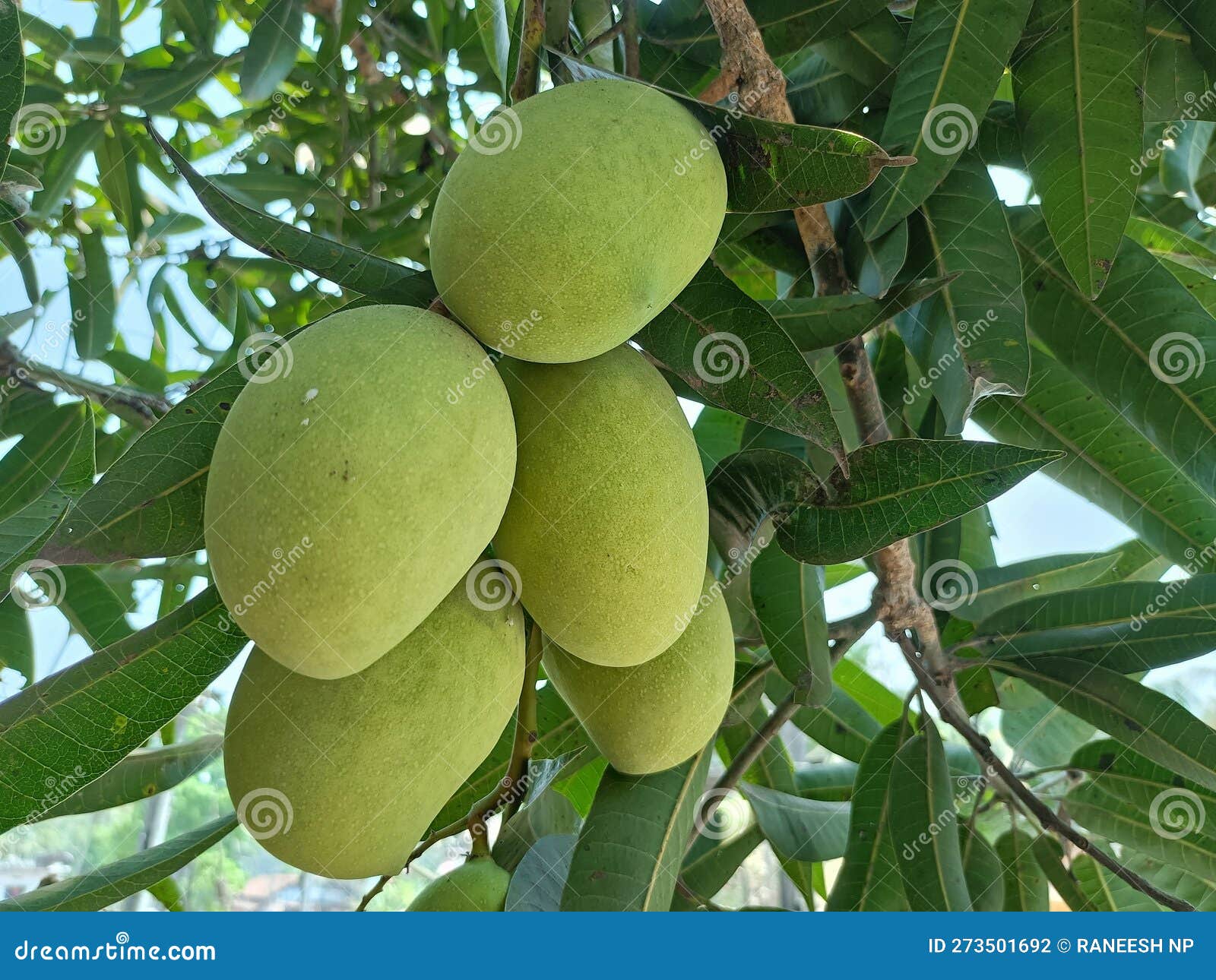 This Photo Shows a Mango Tree from India Stock Photo Image of shows