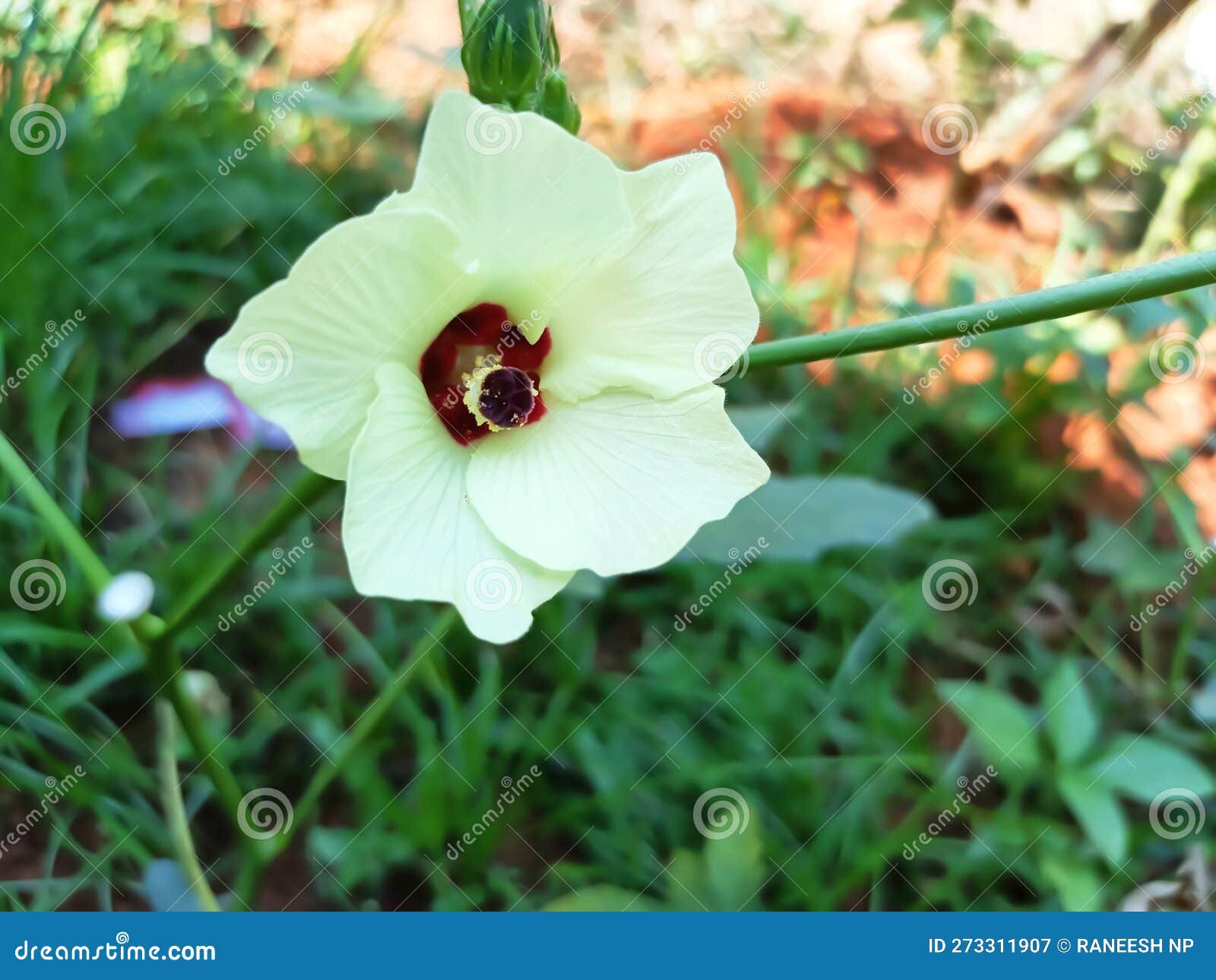 This Photo Shows an Okra Flower from India Stock Image Image of india