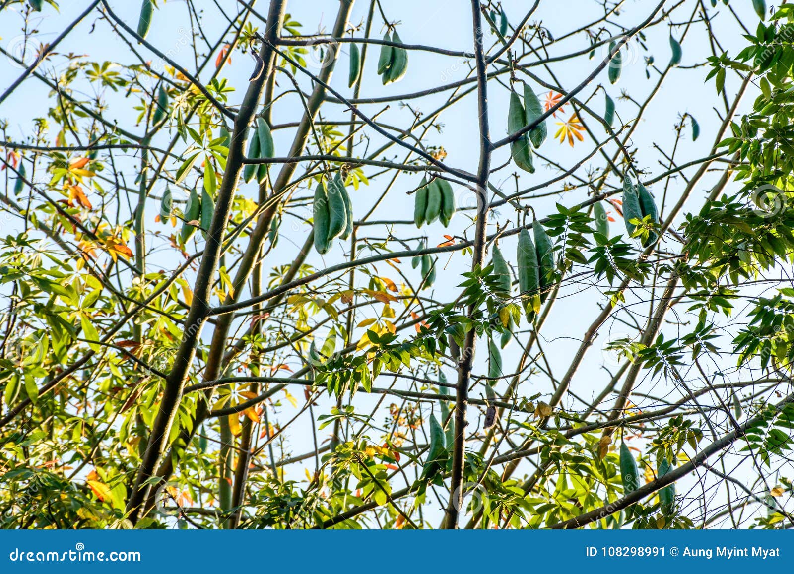 Photo of silk cotton tree stock image. Image of fruit 108298991