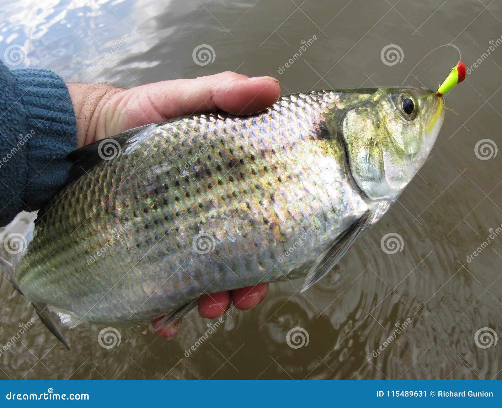 Colored Shad Stock Photos - Free & Royalty-Free Stock Photos from Dreamstime
