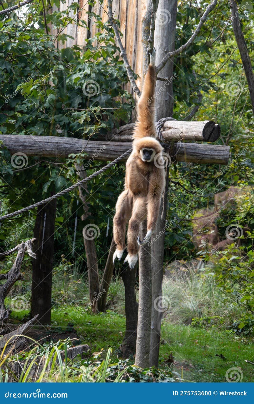 a vertical shot of a cute monkey hanging on a tree branch