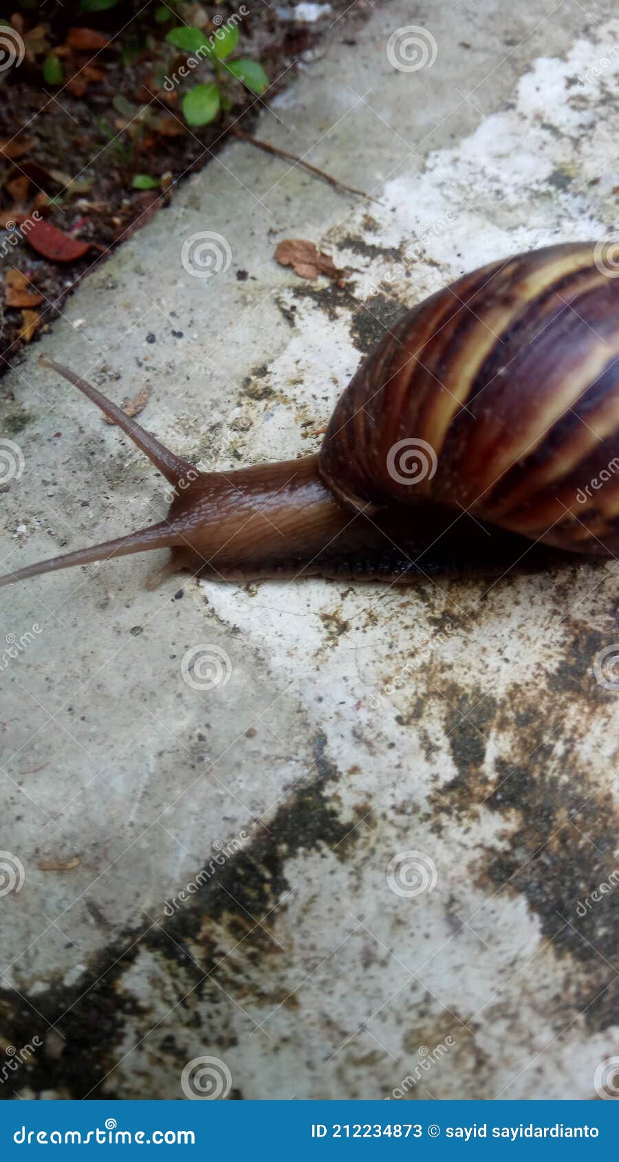 This is a Photo of a Snail Looking for Food Stock Image Image of