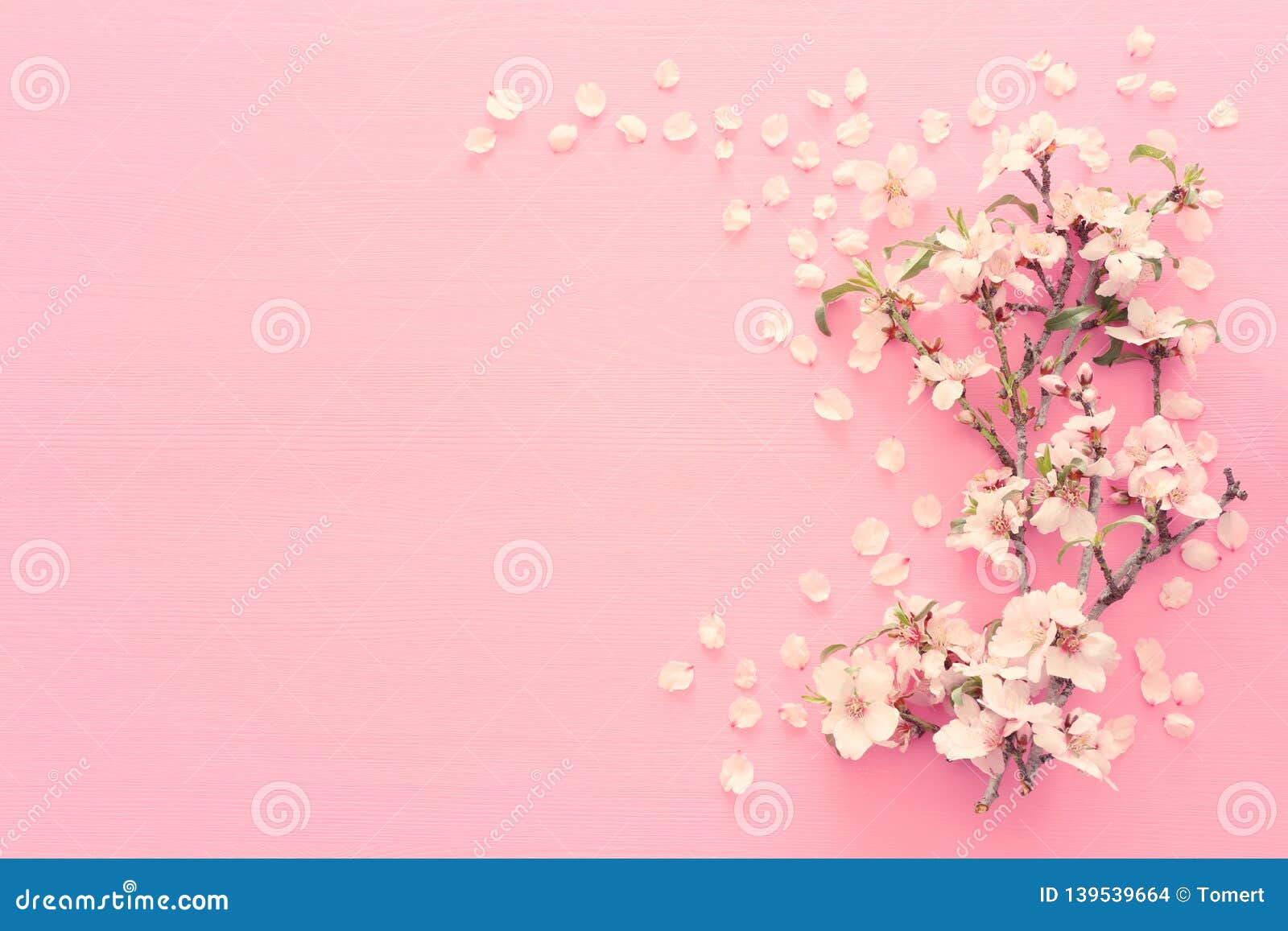 photo of spring white cherry blossom tree on pastel pink wooden background. view from above, flat lay.