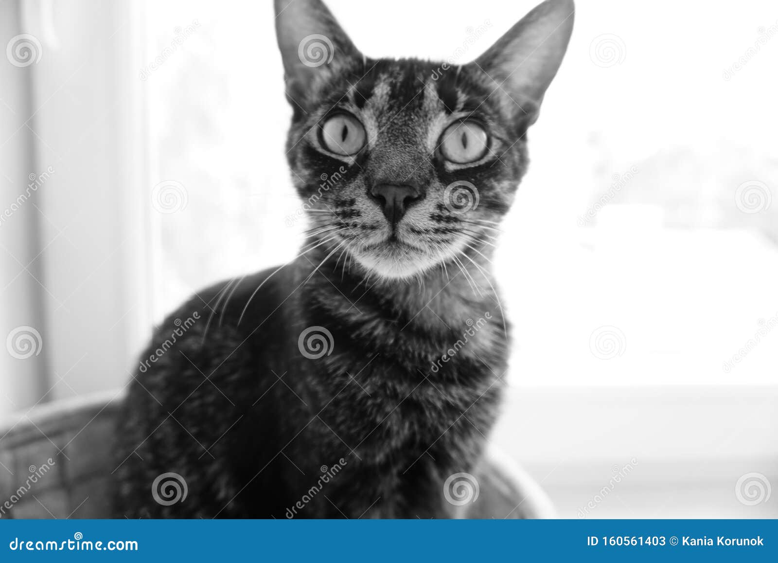 photo of striped cat