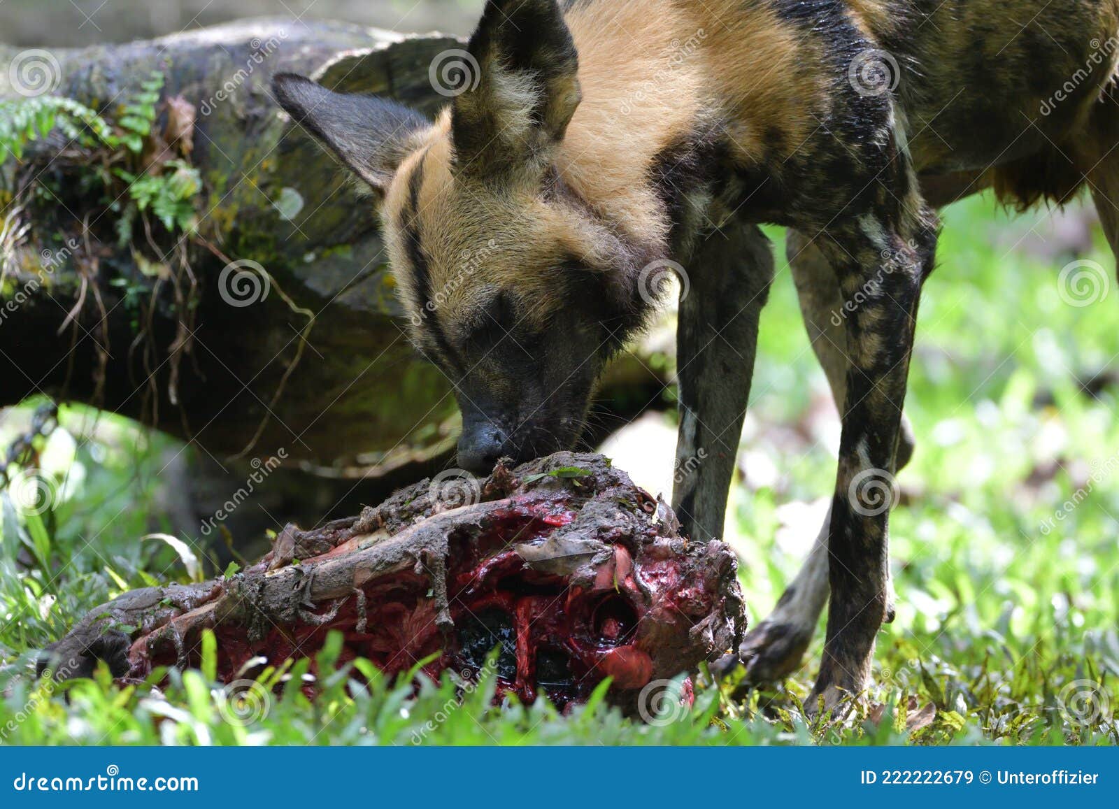 An African Painted Dogs Gnawing at a Dead Carcass of an Animal it Preyed on  Stock Image - Image of brownish, forager: 222222679
