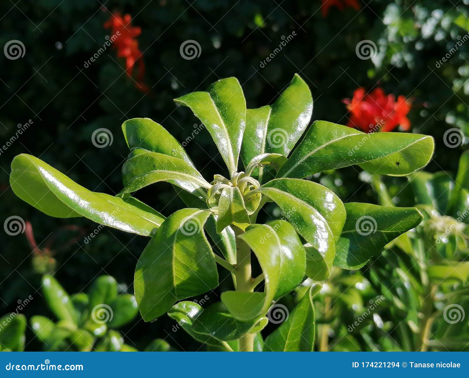 primer plano planta verde en temporada de verano