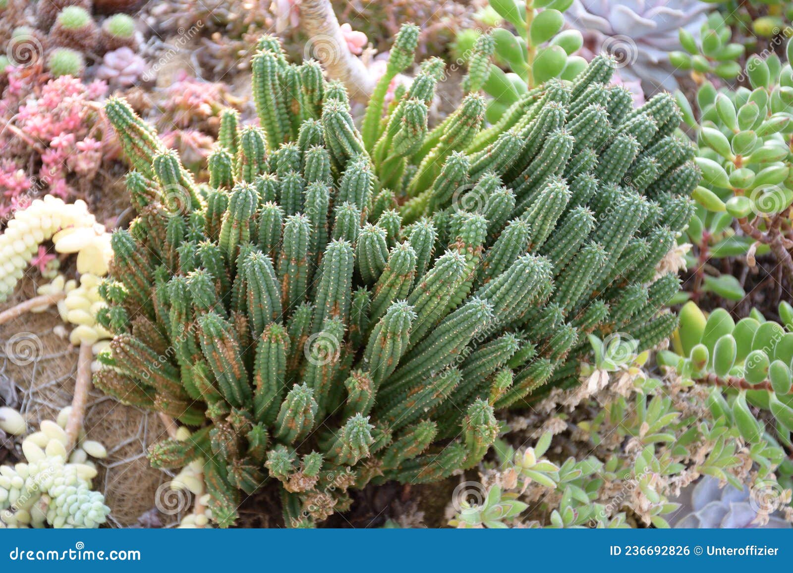 euphorbia mammillaris l or euphorbiaceae or cockscrew cactus plant