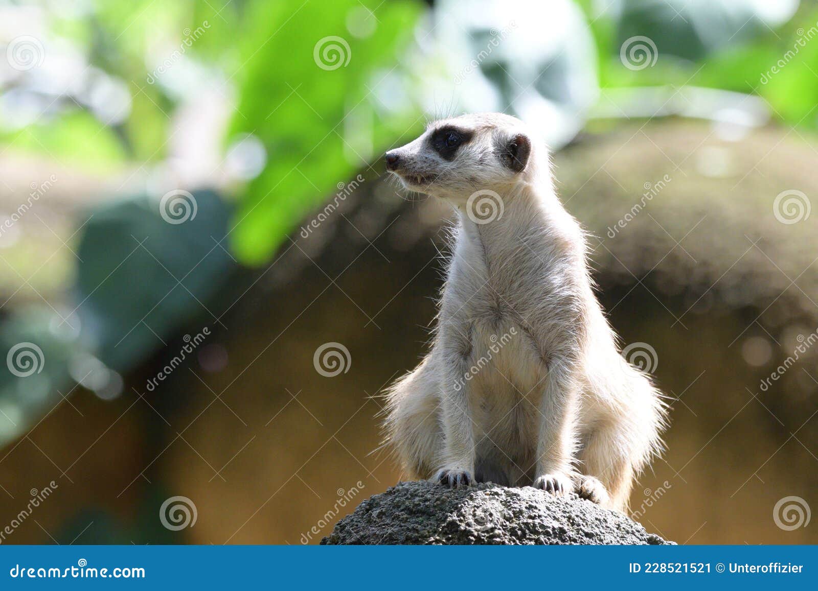 a photo taken on a meerkat looking to the right