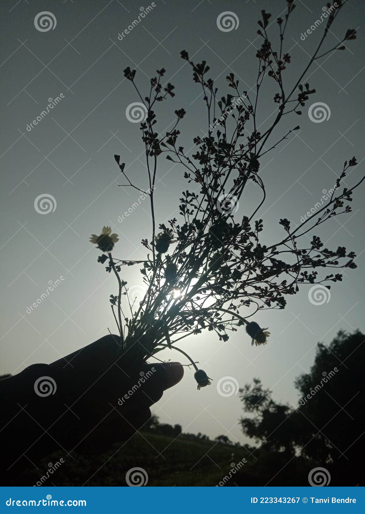 photo taken during sunset of buque of flowers and grass