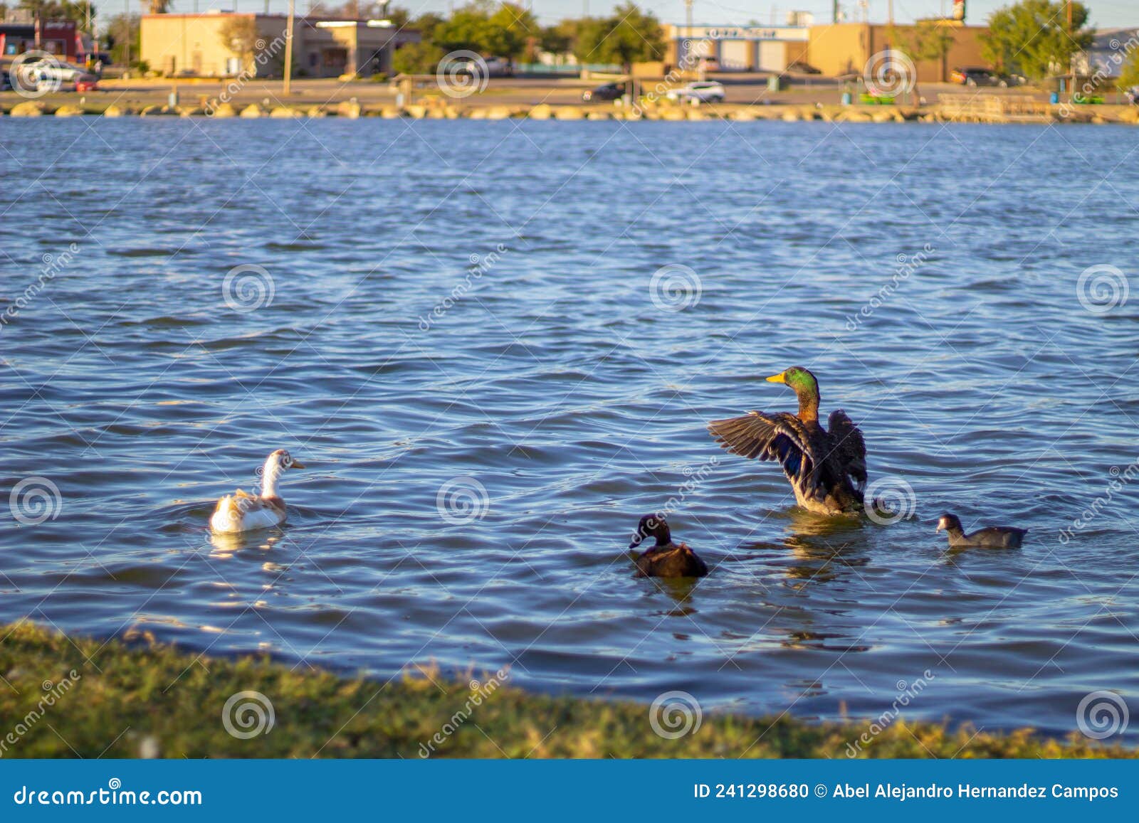 family of ducks on eagle pass lake at golden hour