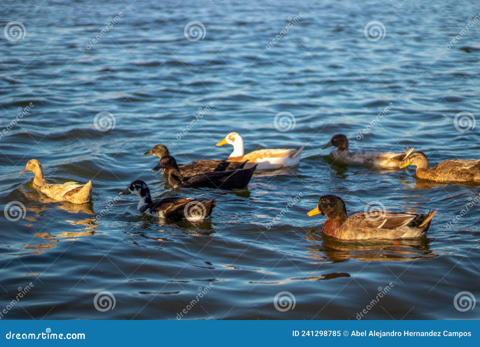 family of ducks on eagle pass lake at golden hour