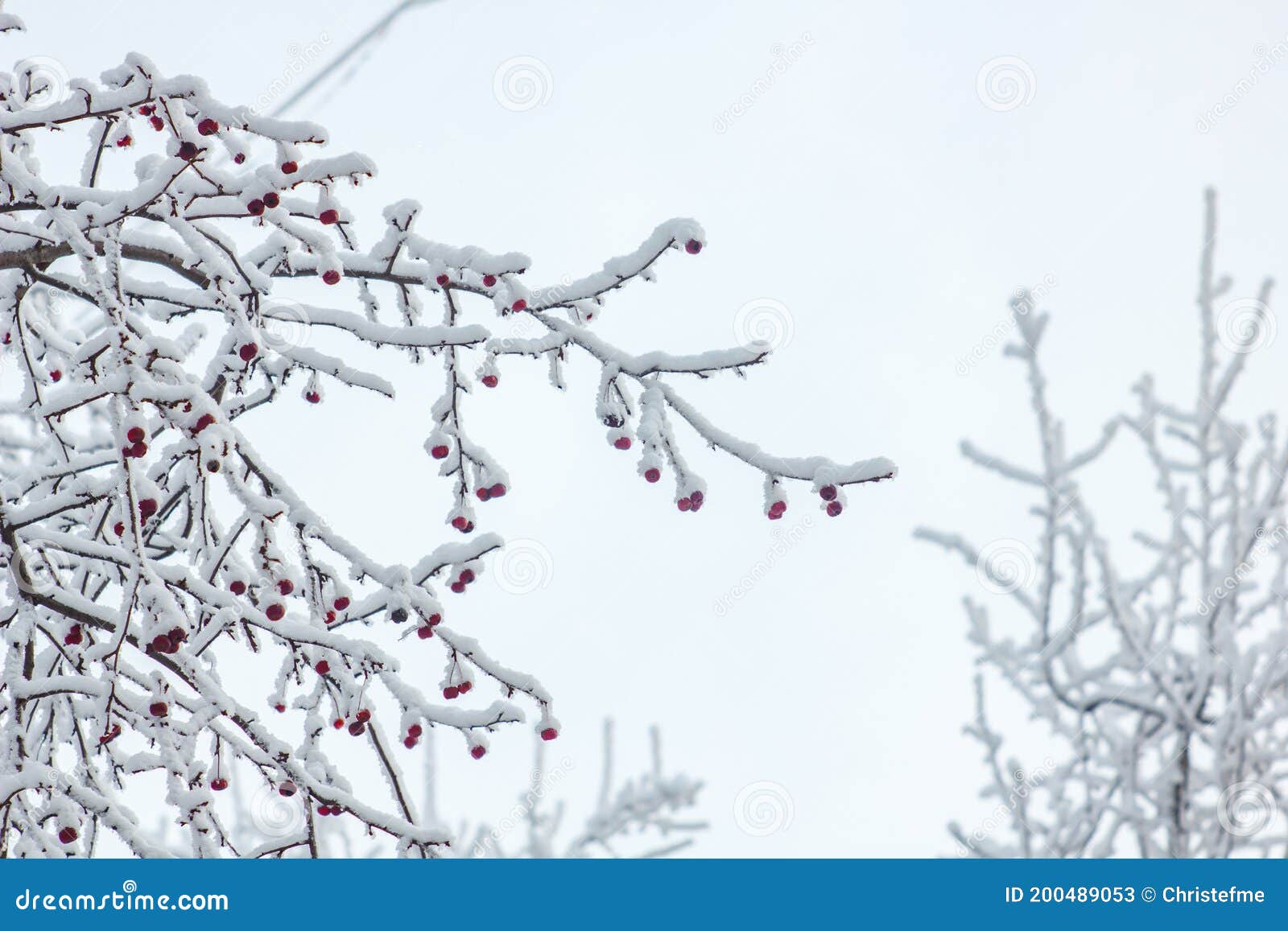 tree with red berries in winter
