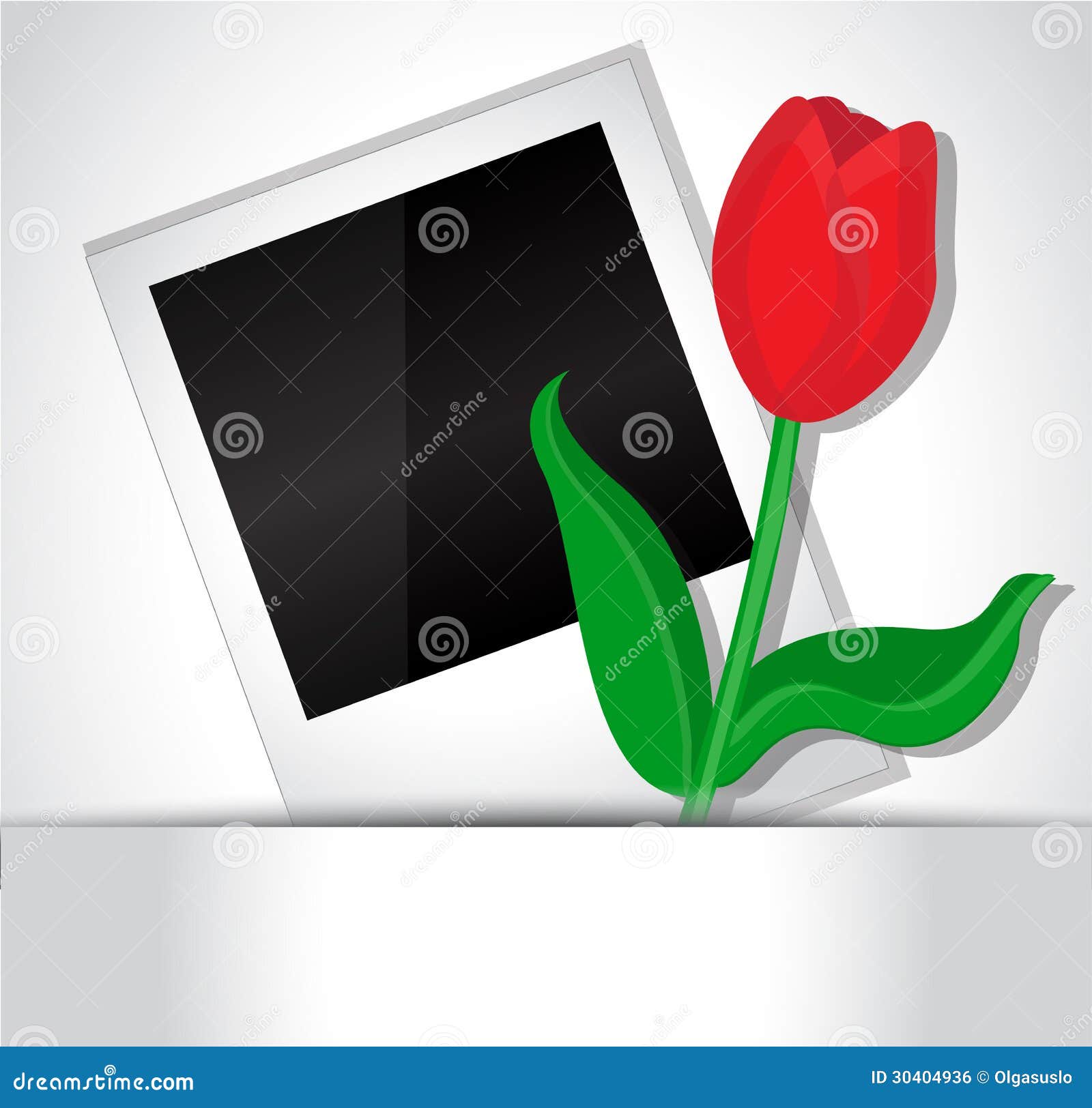 photo and tulip