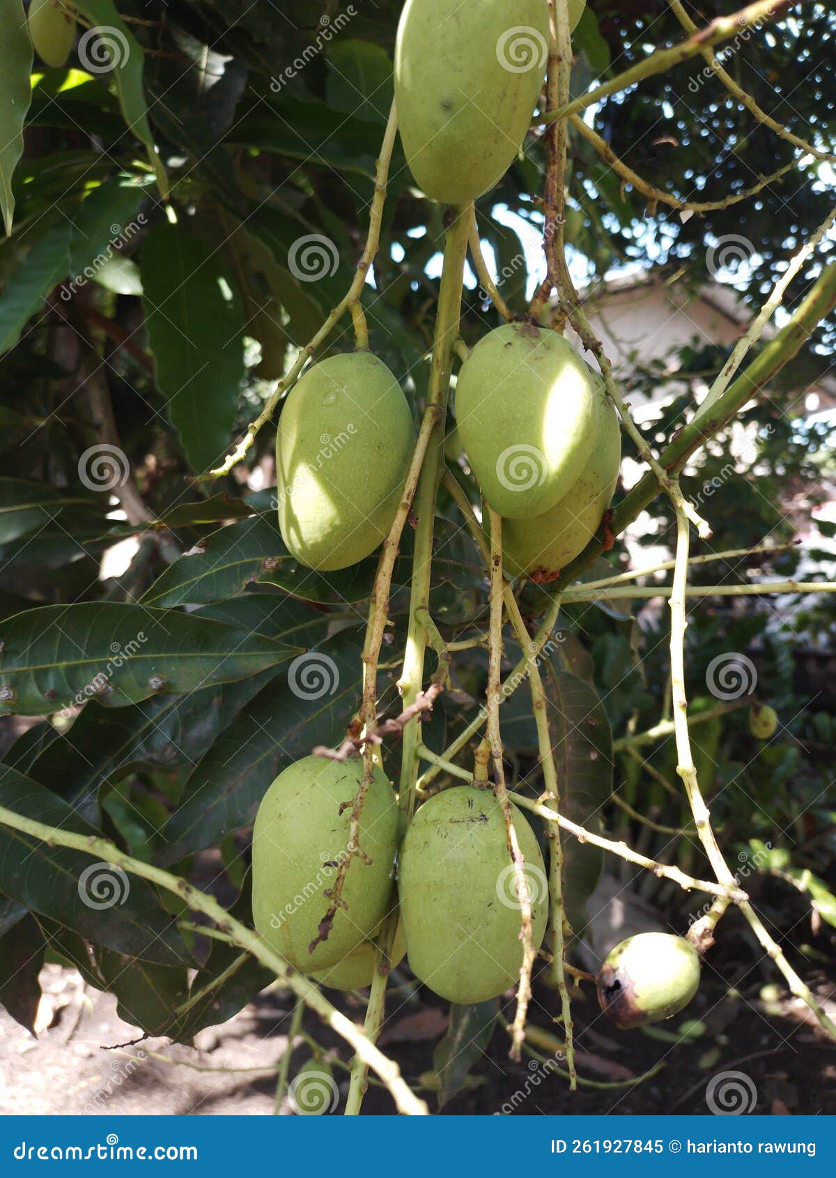 This is a Photo of an Unripe Mango Still on the Tree Stock Image