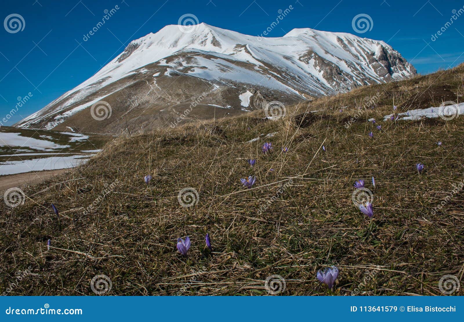 photo of vettore mountain with snow and crocus flowers
