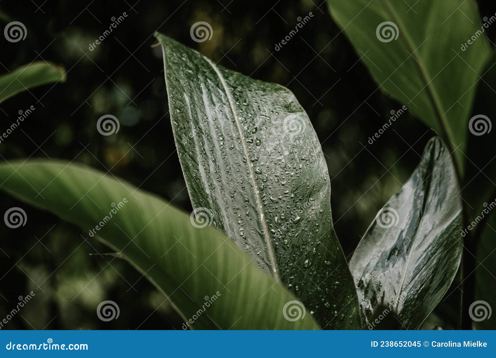 alpinia zerumbet leafs after soft rain