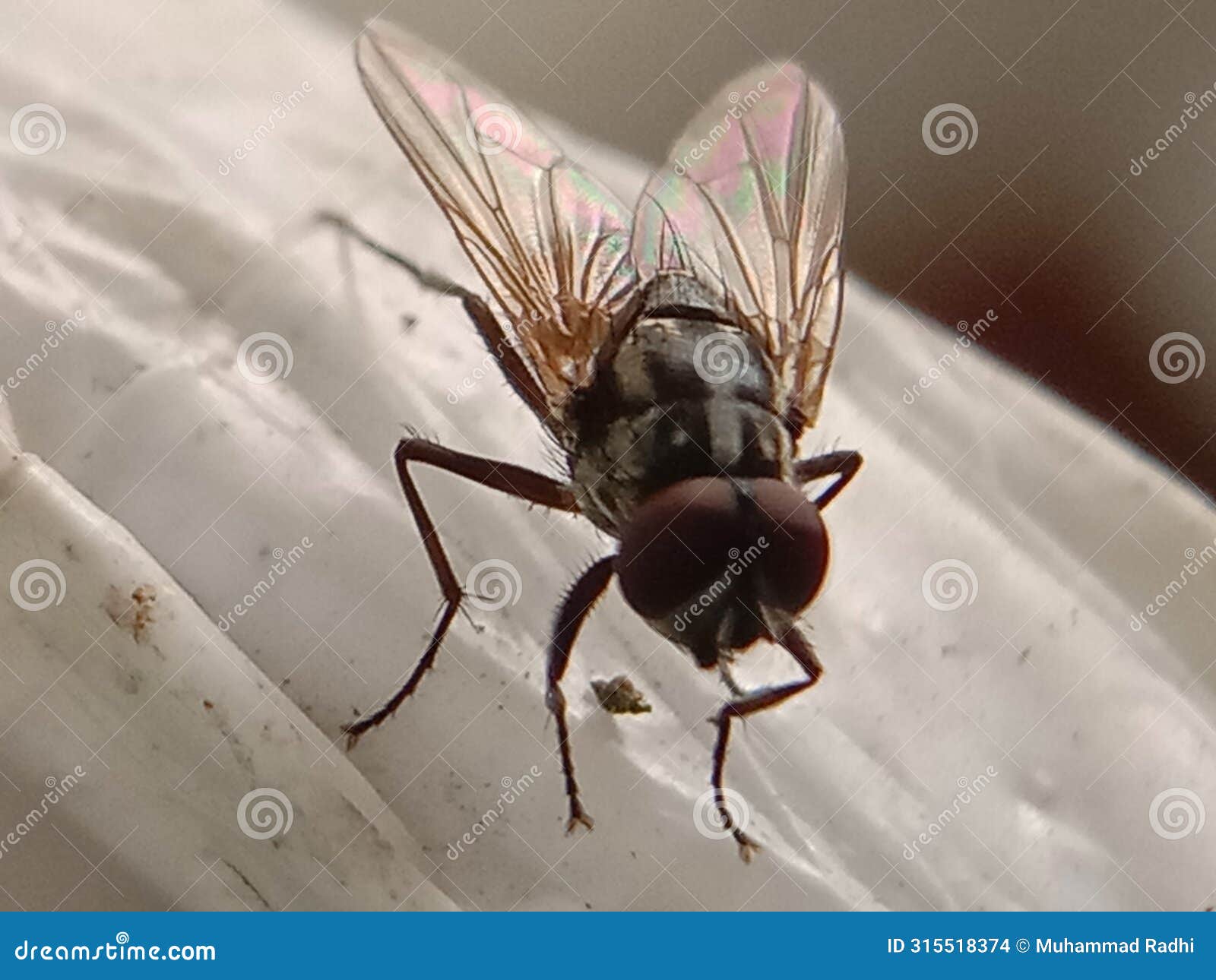 musca autumnalis, fly on plastic