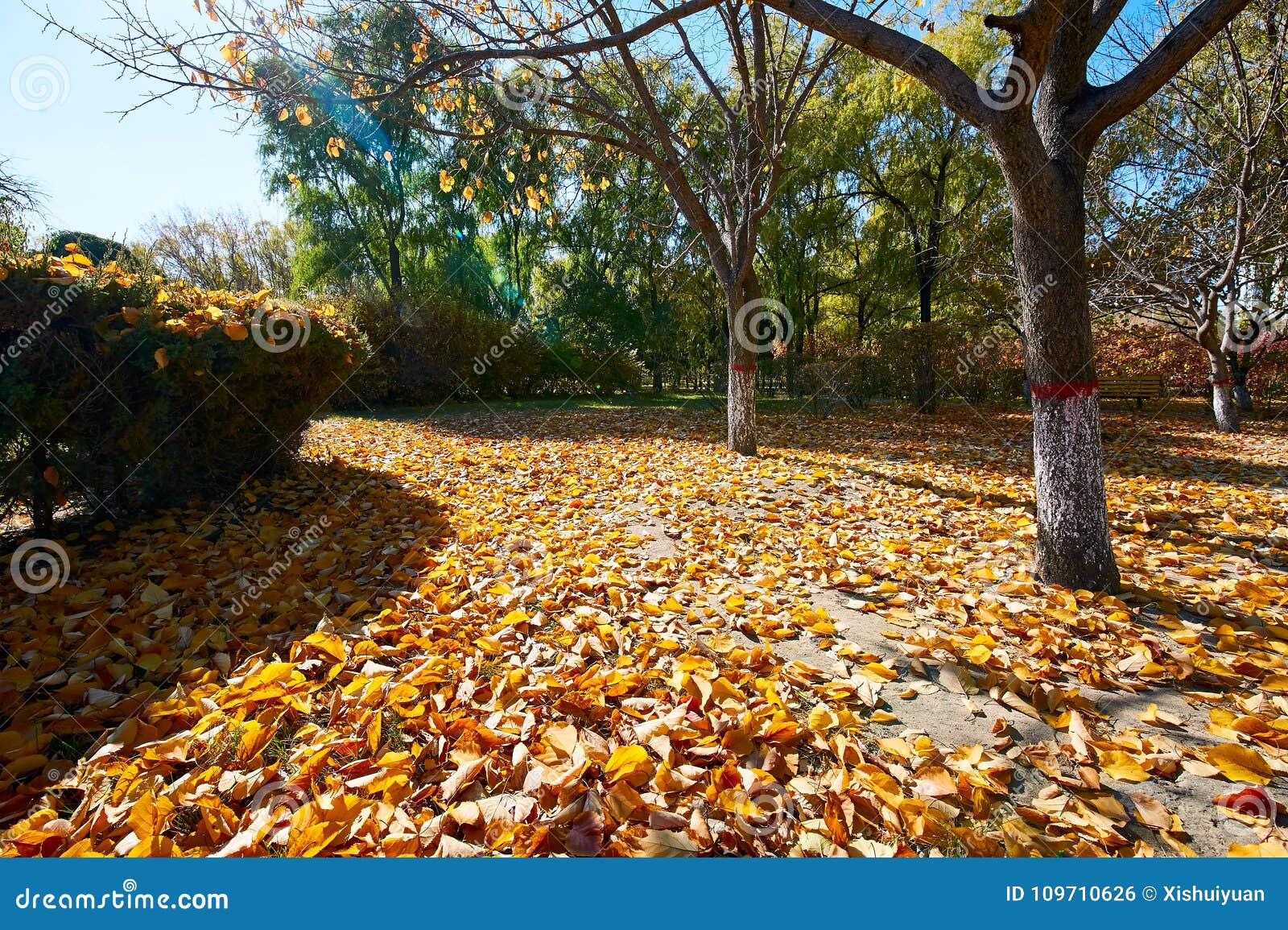 fallen leaf park fallen leaf park