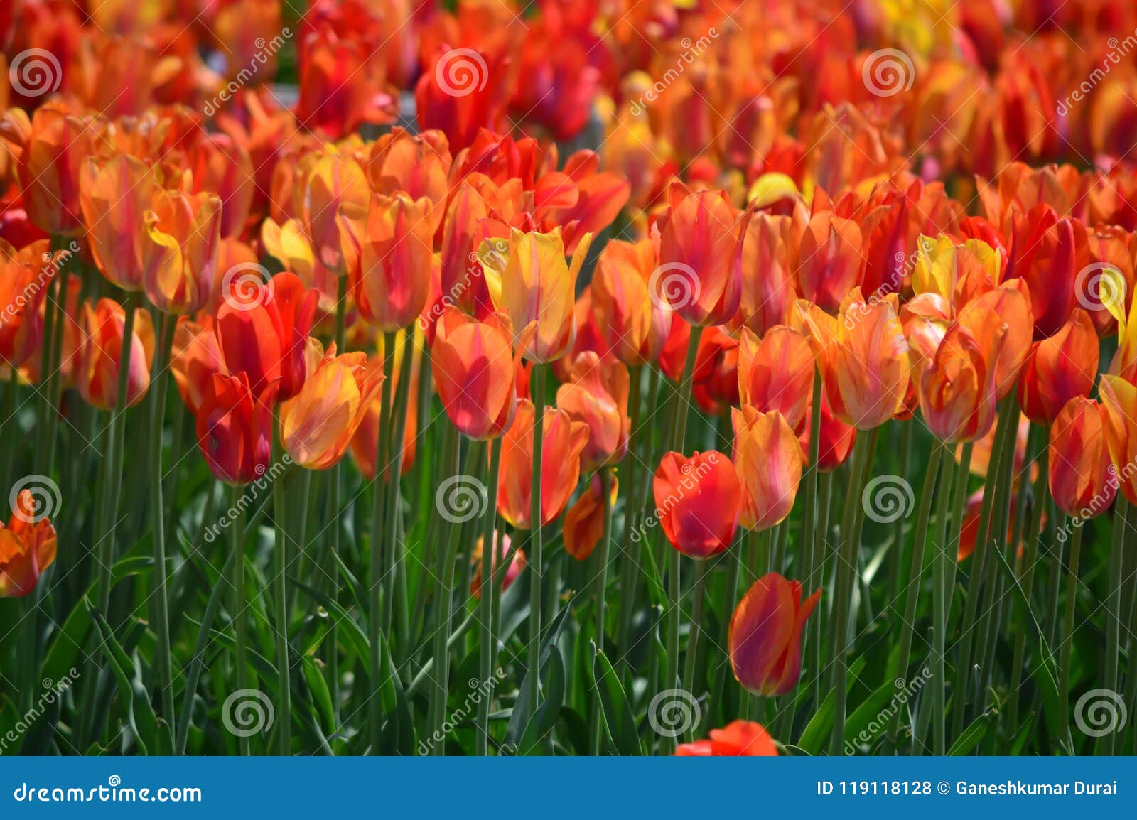 Orange Lion Tulips at Windmill Island Tulip Garden Stock Photo - Image ...