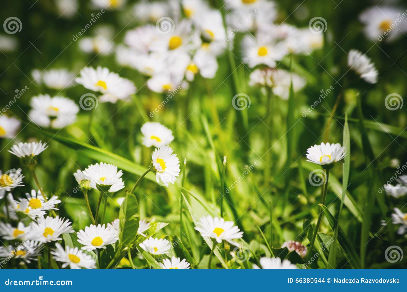 Photo of the White Daisies Field and Grass Stock Photo Image of