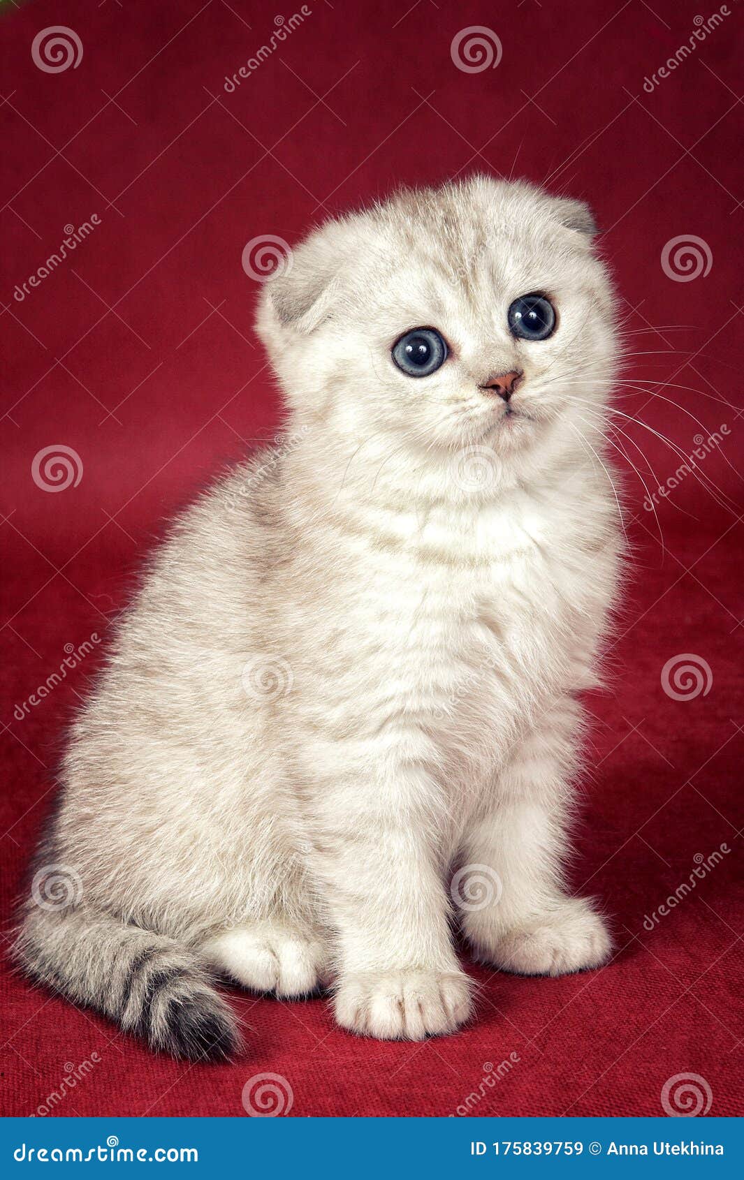 white kitten scottish fold cat on a red background