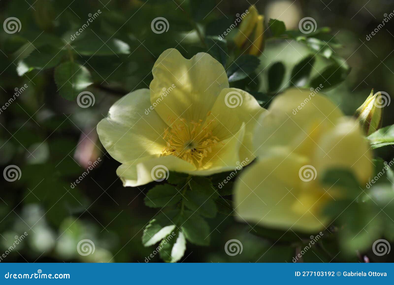 Yellow Rose Blooms on a Rose Bush Stock Photo - Image of tree, bush ...