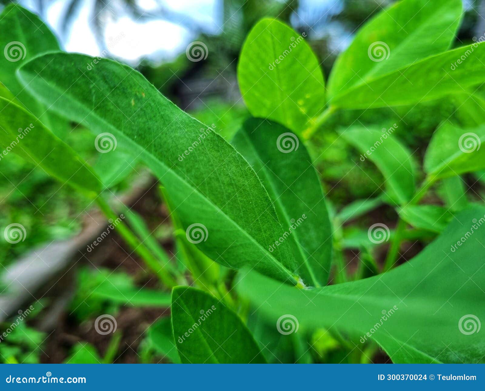 Photo of Young Peanut Leaves in the Garden Stock Photo Image of green