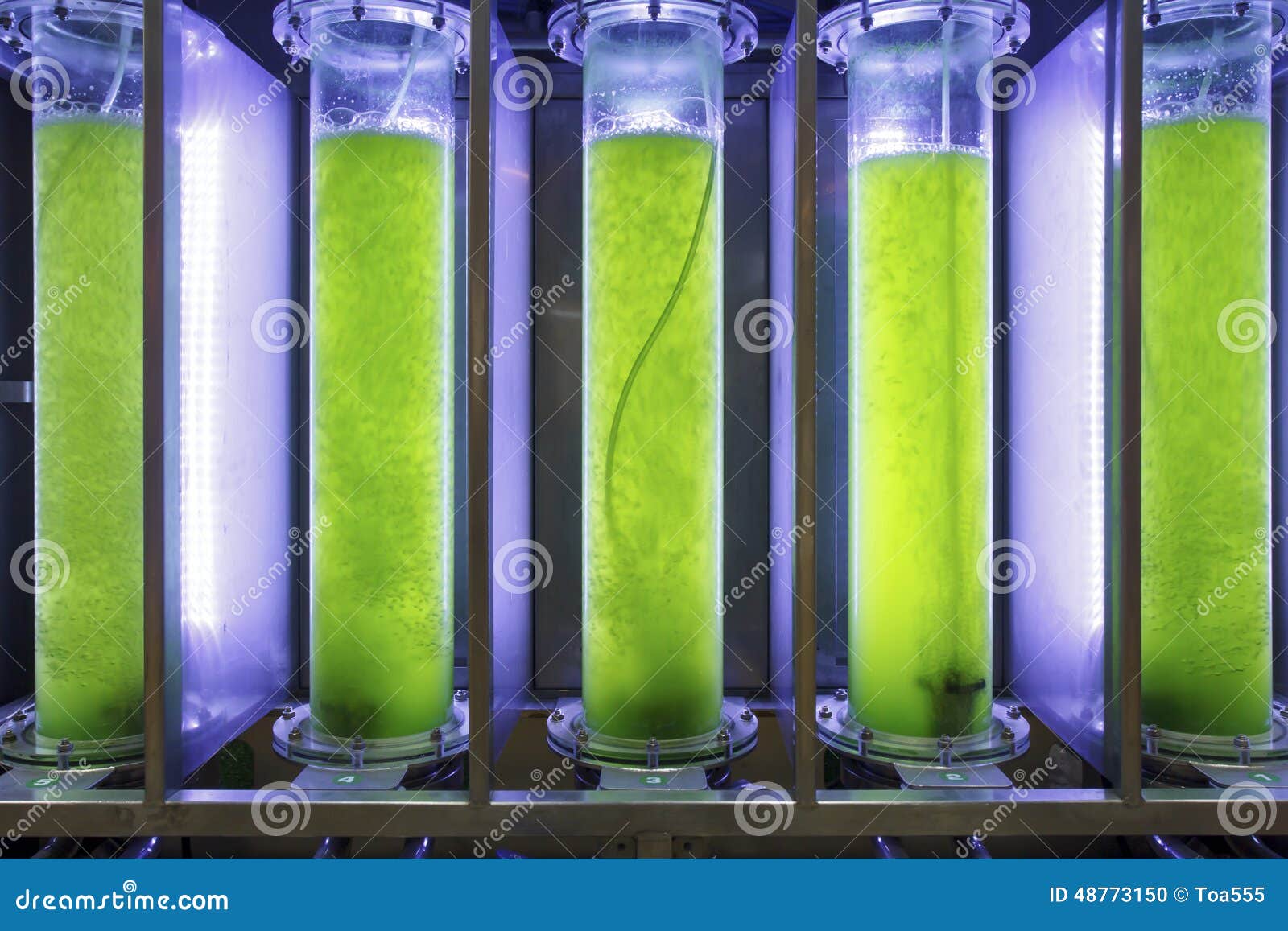 photobioreactor in lab algae fuel biofuel industry.