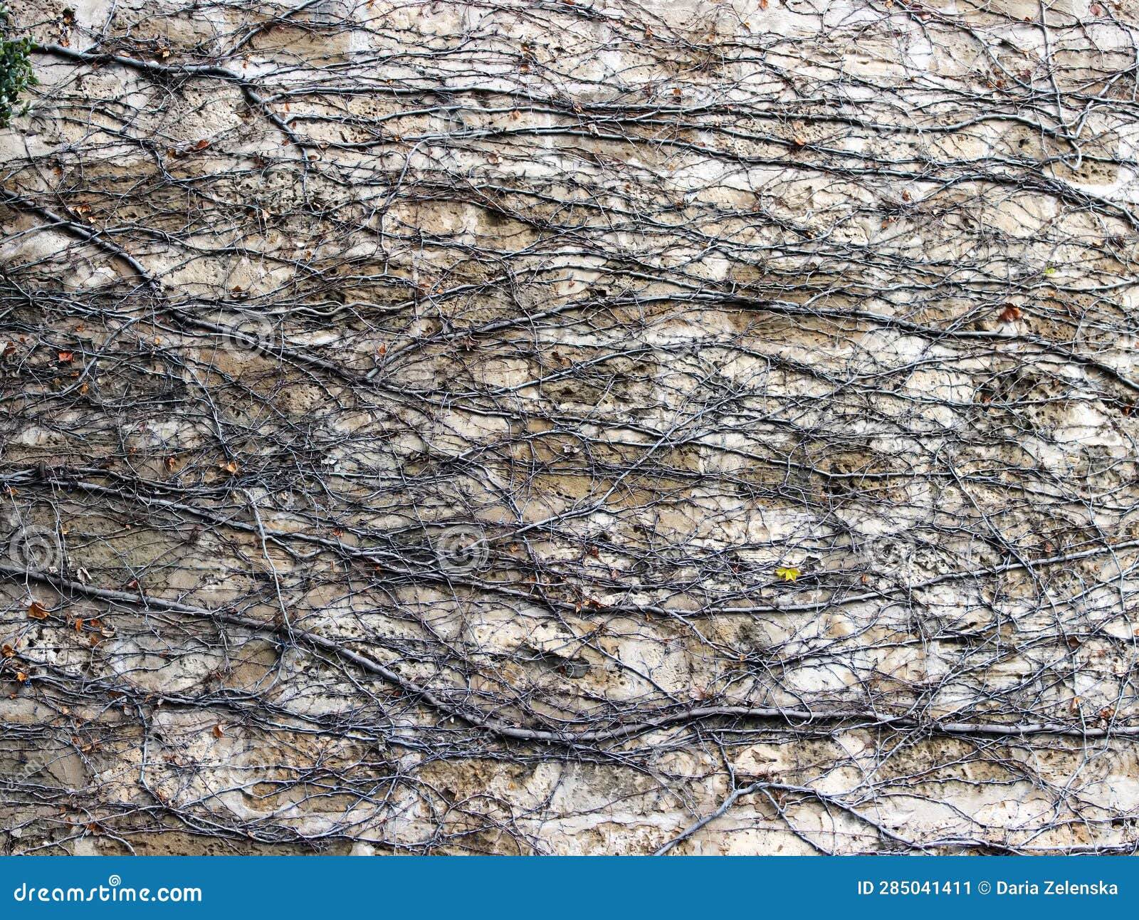 Two Kind Of Creeper Plants RoyaltyFree Stock Image