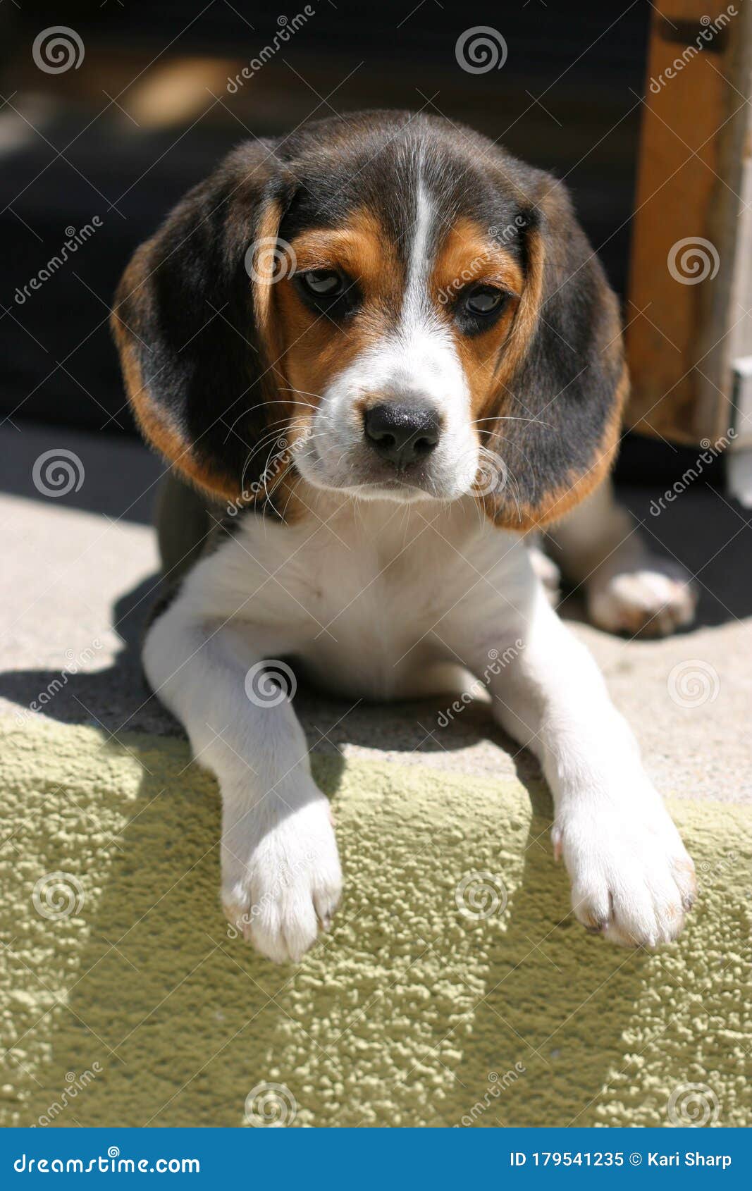 Beagle Puppy Sitting On A Doorstep Stock Image Image of
