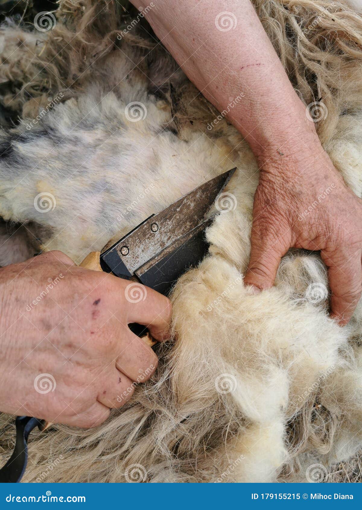 Sheep Shearing In The Process Stock Image Image Of Sheep Country