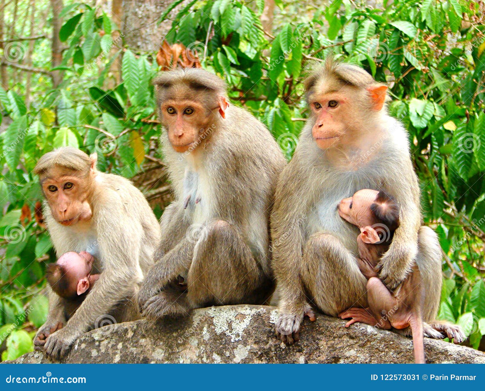 Group Of Macaque Monkeys Grooming On The Path At Uluwatu, Bali Stock ...