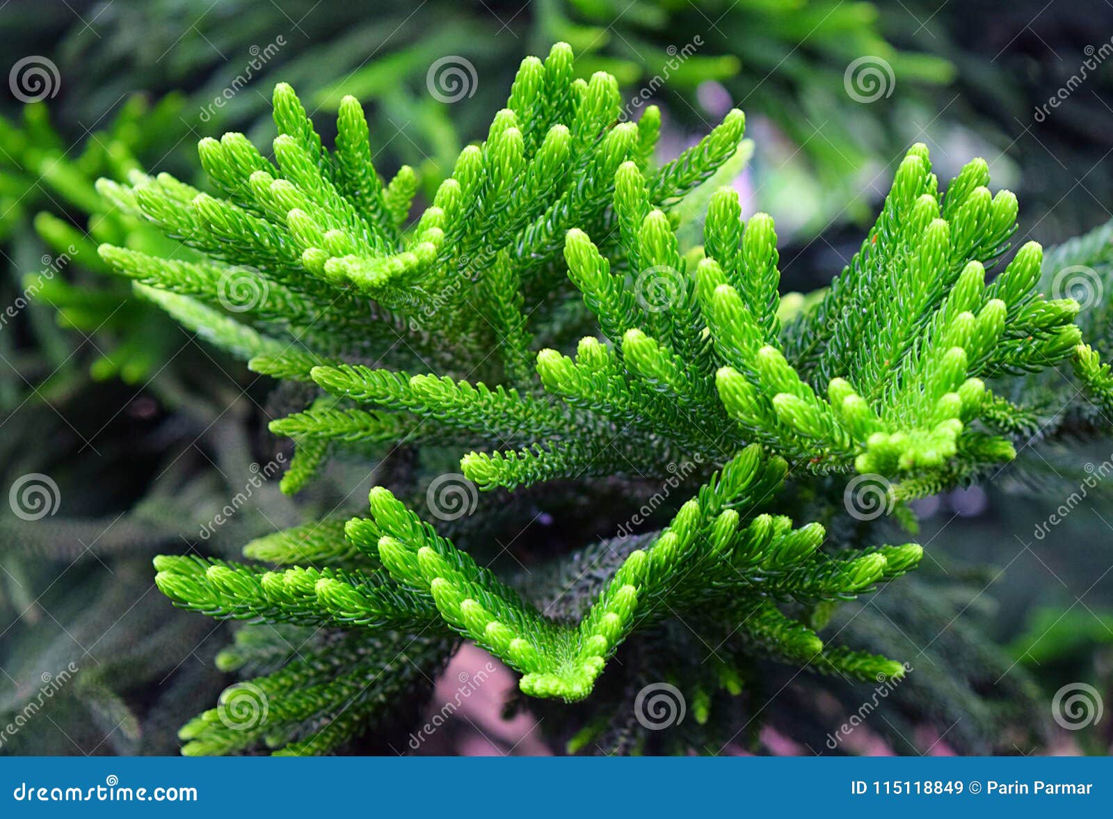abstract green leaves natural background