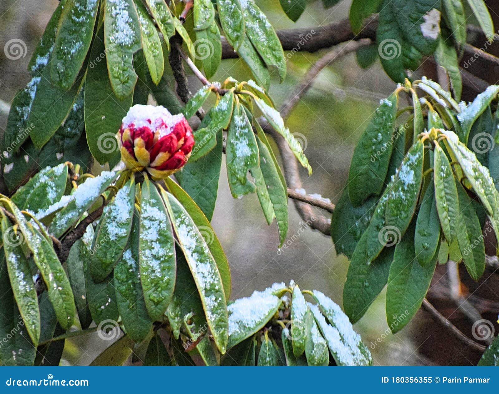 Red Flower, Green Leaves, and Branches of Rhododendron Arboreum Tree Covered with Snow - Winter in India Stock Image - Image of buransh, flake: 180356355