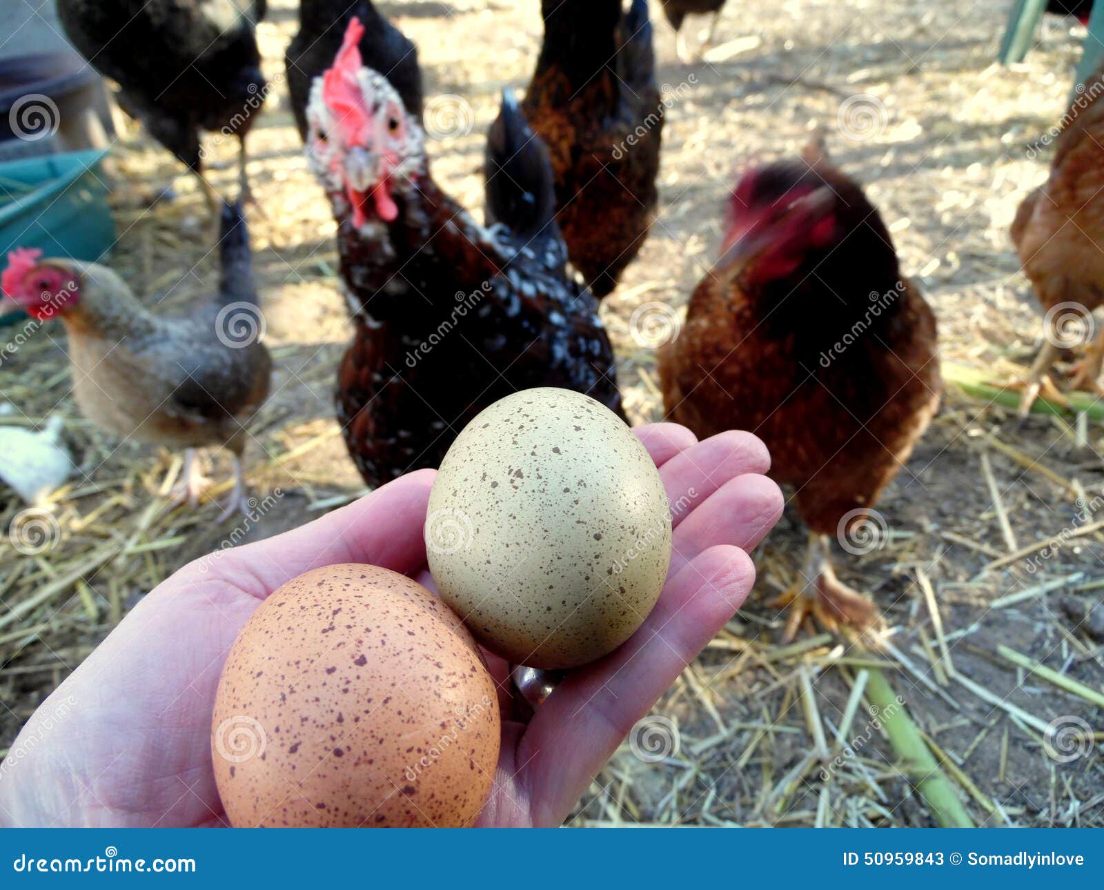 Photograph Of Speckled Eggs And Chickens. Stock Image ...