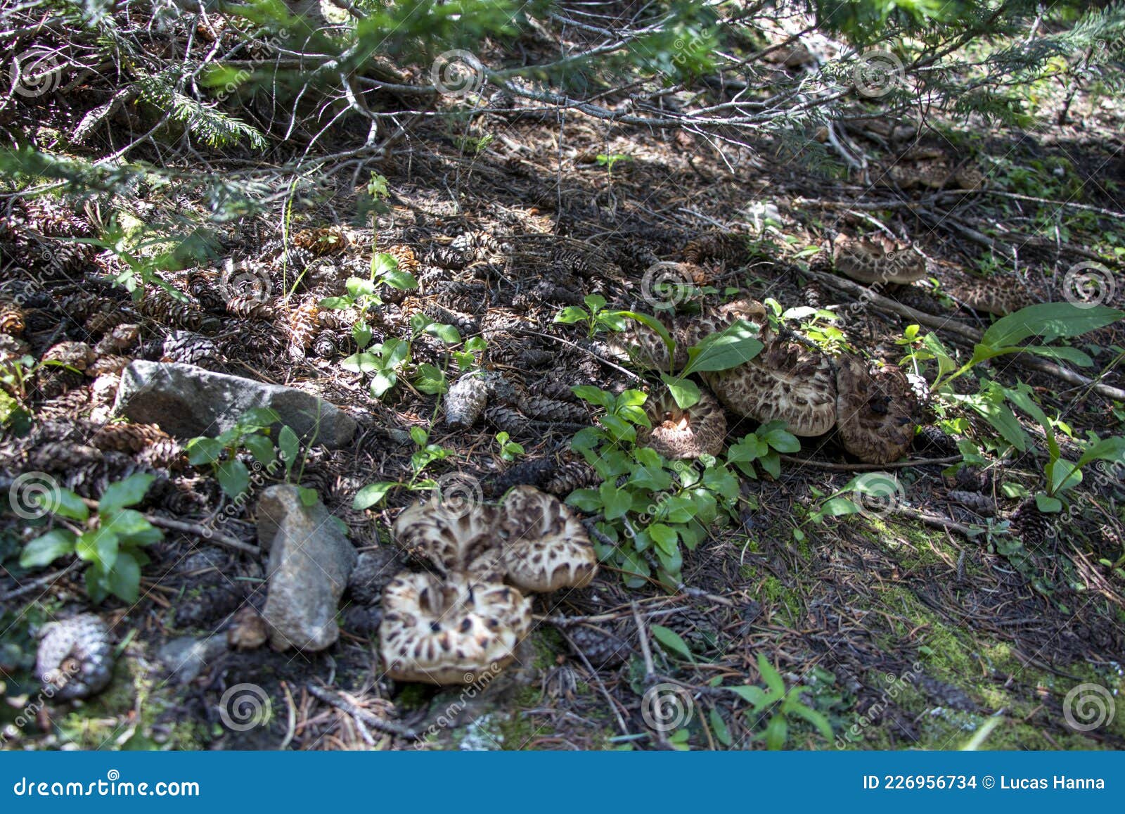 Wild Hawks Wing Mushrooms Growing in the Forest Stock Photo - Image of