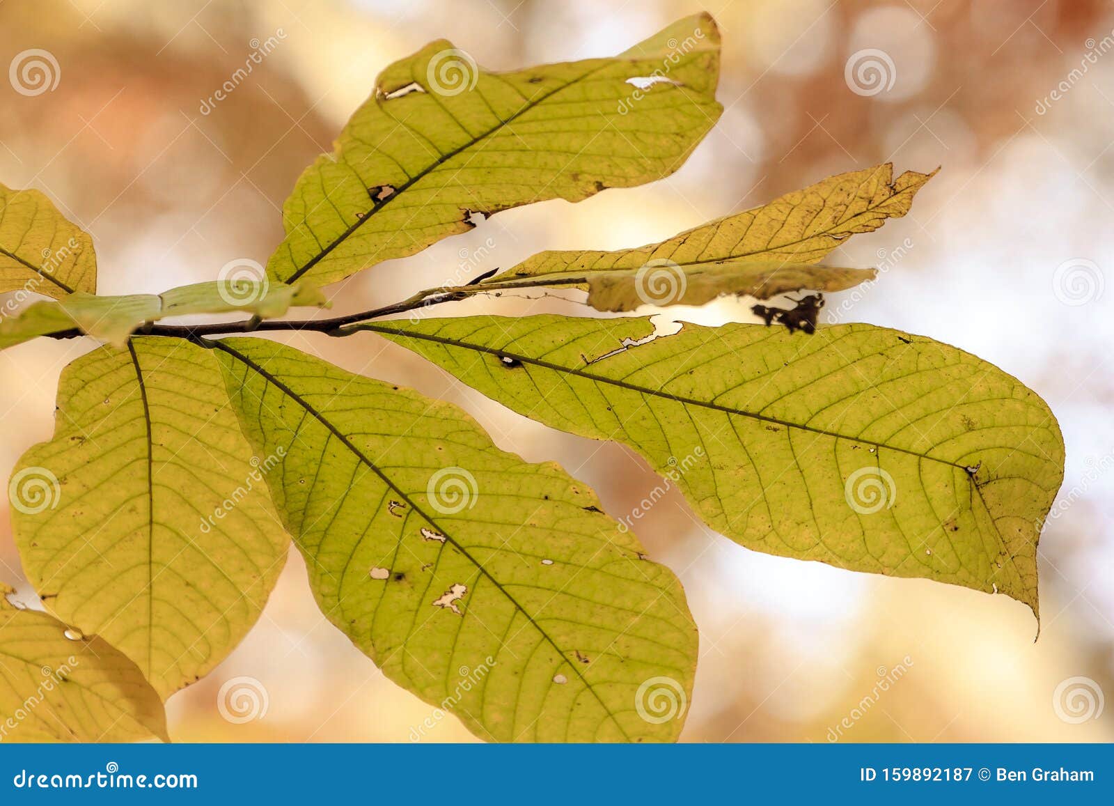 autumn leaf springfield illinois
