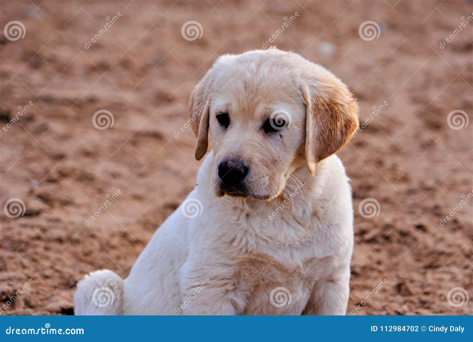 can 2 yellow labs have black puppies