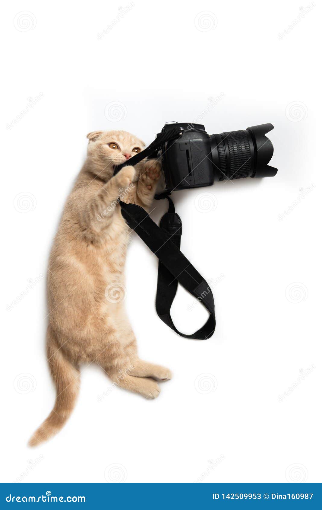 Photographe Fou Chat Drôle Avec La Caméra D'isolement Sur Le Fond