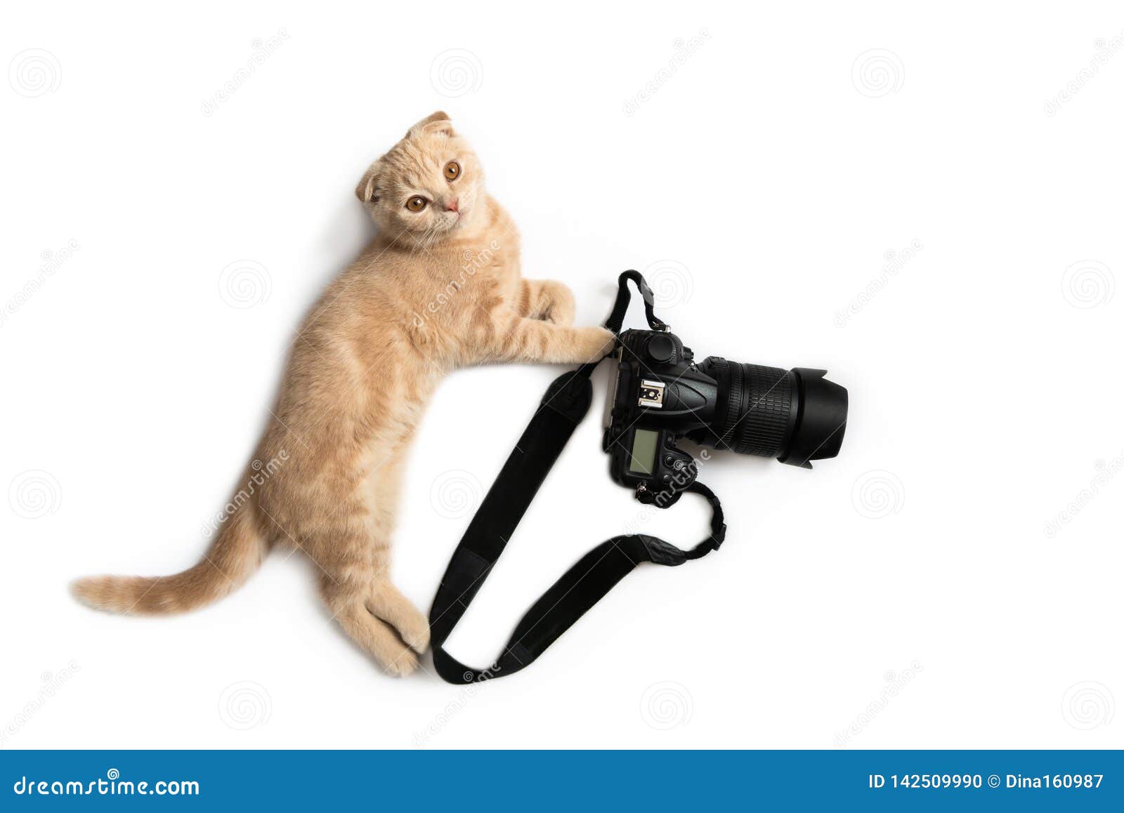 Photographe Fou Chat Drôle Avec La Caméra D'isolement Sur Le Fond